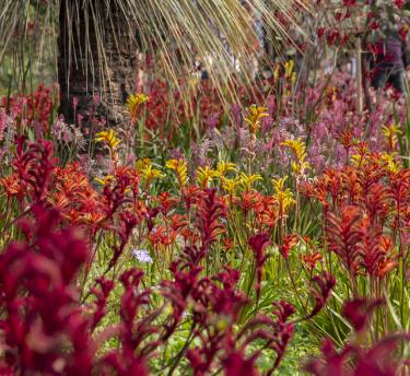 Red, pink, orange and yellow kangaroo paw plants